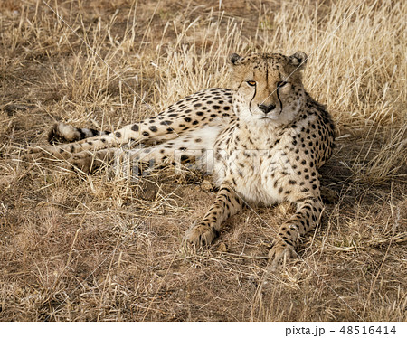 Adult cheetah lies down in dry grass Adult cheetah lies down in dry grass 48516414