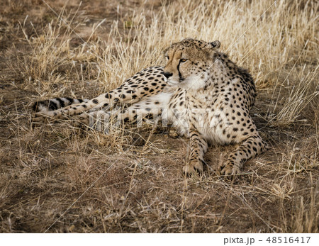 Adult cheetah lies down in dry grass 48516417