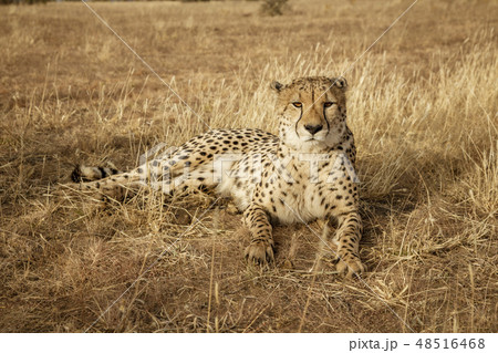 Adult cheetah lies down in dry grass Adult cheetah lies down in dry grass 48516468