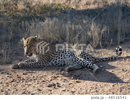 Leopard lying down in the dirt Leopard lying down in the dirt 48516541