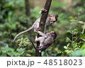 Two small monkeys play sitting on a tree branch in Ubud. 48518023