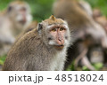 Closeup portrait of the monkey. 48518024