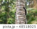 Monkey climbs up the trunk of a palm tree in the forest in Ubud. 48518025