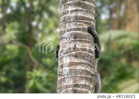 Monkey climbs up the trunk of a palm tree in the forest in Ubud. Monkey climbs up the trunk of a palm tree in the forest in Ubud. 48518025