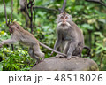 Monkey sitting on a stone and the other monkey jumping. 48518026