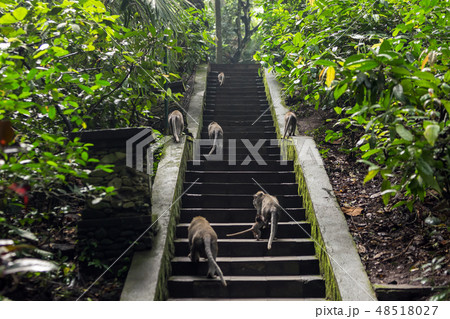 Monkeys walking up the stone stairs in the forest. 48518027
