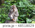 Monkey sits on a rock and eats sweet potatoes in the forest. 48518029