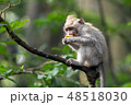Monkey sits on a tree branch and eats sweet potatoes. 48518030