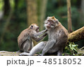 Little monkey cleans big monkey's fur in Ubud forest. 48518052