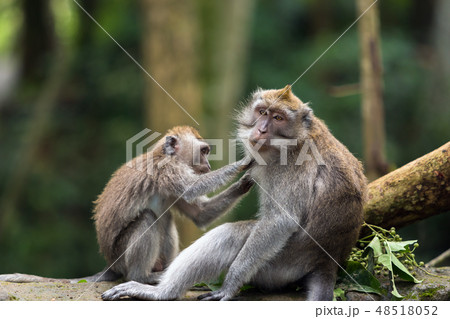 Little monkey cleans big monkey's fur in Ubud forest. 48518052