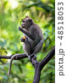 Monkey sits on a branch of the tree and eats sweet potato. 48518053