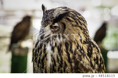 Wild trained owl 48518115