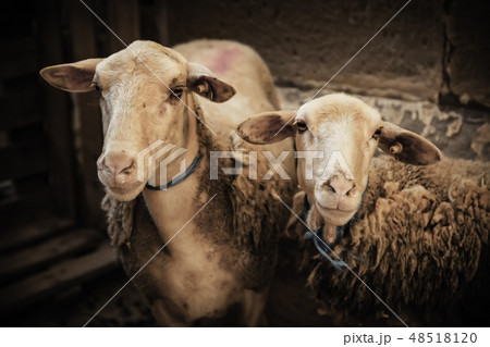 Domestic sheep Domestic sheep 48518120