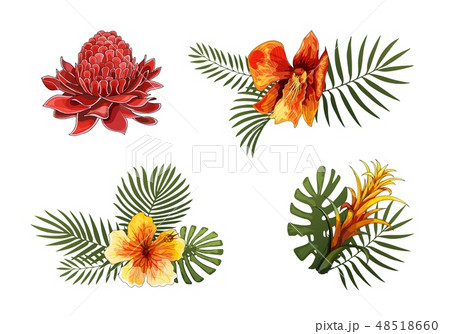 Exotic Flowers, Tropical Leaves design elements. Vector floral illustrations 48518660