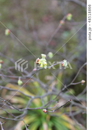 ヒュウガミズキの花と雨雫 ヒュウガミズキの花と雨雫 48518866