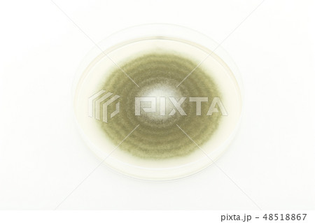 Penicillium digitatum ペニシリウム・ディギタータム アオカビ ミドリカビ Penicillium digitatum ペニシリウム・ディギタータム アオカビ ミドリカビ 48518867