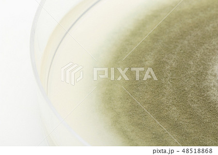 Penicillium digitatum ペニシリウム・ディギタータム アオカビ ミドリカビ Penicillium digitatum ペニシリウム・ディギタータム アオカビ ミドリカビ 48518868