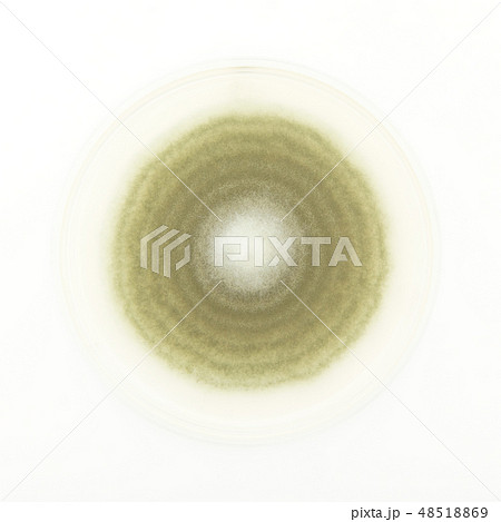 Penicillium digitatum ペニシリウム・ディギタータム　アオカビ　ミドリカビ 48518869