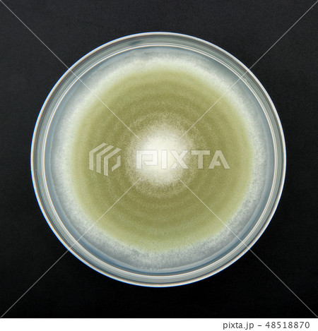 Penicillium digitatum ペニシリウム・ディギタータム アオカビ ミドリカビ Penicillium digitatum ペニシリウム・ディギタータム アオカビ ミドリカビ 48518870