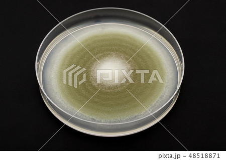 Penicillium digitatum ペニシリウム・ディギタータム アオカビ ミドリカビ Penicillium digitatum ペニシリウム・ディギタータム アオカビ ミドリカビ 48518871