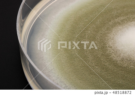 Penicillium digitatum ペニシリウム・ディギタータム アオカビ ミドリカビ Penicillium digitatum ペニシリウム・ディギタータム アオカビ ミドリカビ 48518872