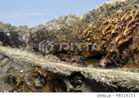 岩の隙間のカニ 48519151