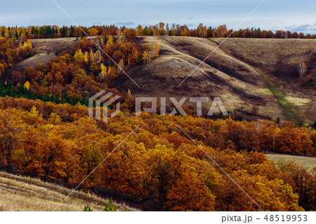Autumnal forest on the hillside 48519953