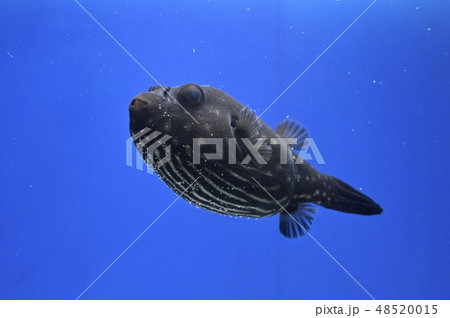 サザナミフグ サザナミフグ 48520015