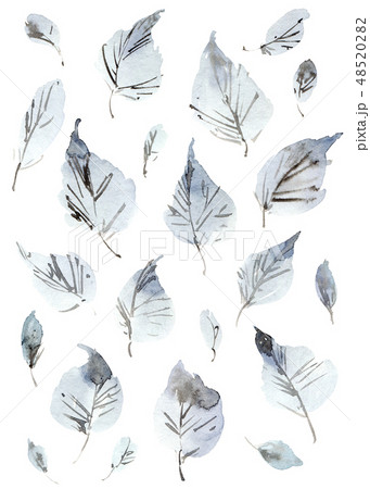 Birch tree leaves Birch tree leaves 48520282