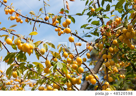 branch with yellow cherry plum against the sky 48520598