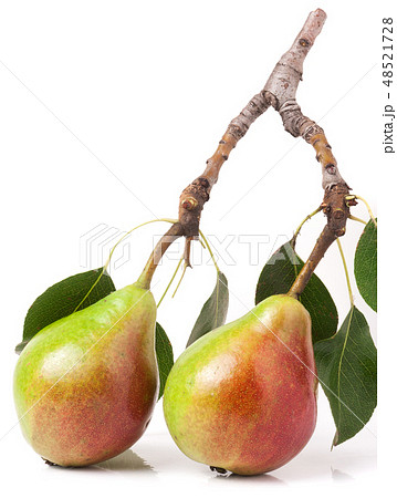 Two red pears with leaves isolated on white background 48521728