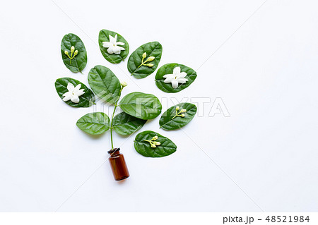 Bottle of essential oil with jasmine flower Bottle of essential oil with jasmine flower 48521984