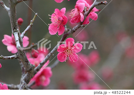 佐布里池梅林 佐布里池梅林 48522244