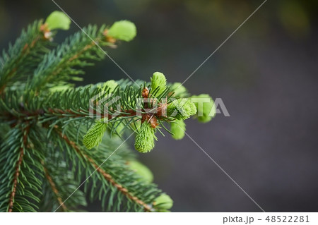 Pine Tree Closeup Pine Tree Closeup 48522281