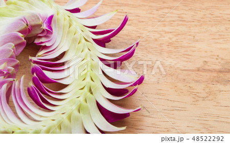 Purple off white Orchid flower round blossom shape Purple off white Orchid flower round blossom shape 48522292