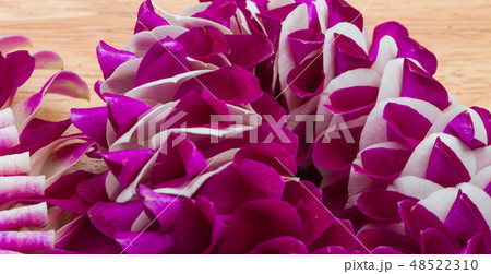 Purple off white Orchid flower round blossom shape Purple off white Orchid flower round blossom shape 48522310