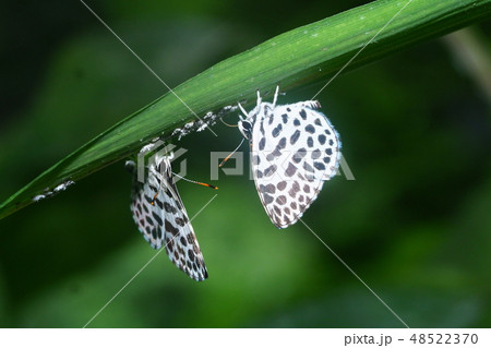 ゴイシシジミ（吸汁） 48522370