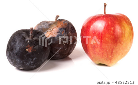 two rotten and one good apple isolated on white background two rotten and one good apple isolated on white background 48522513