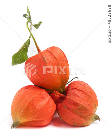 husk tomatoes or physalis with leaf isolated on white background 48522638