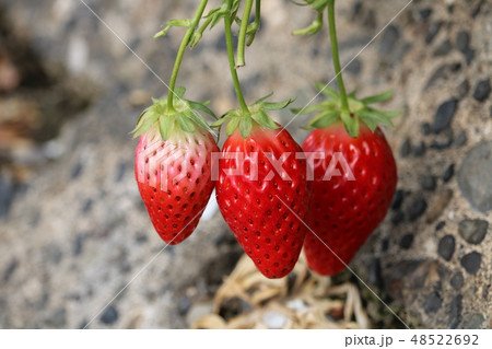 石垣イチゴ 48522692
