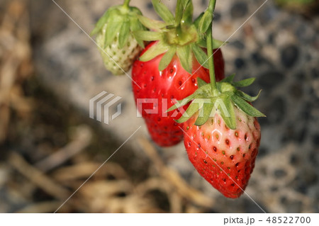 石垣イチゴ 石垣イチゴ 48522700