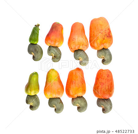 Top view of red cashew fruit on white background Top view of red cashew fruit on white background 48522733