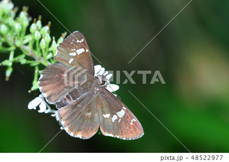 ダイミョウセセリ(関東型)吸蜜とオカトラノオの花 ダイミョウセセリ(関東型)吸蜜とオカトラノオの花 48522977