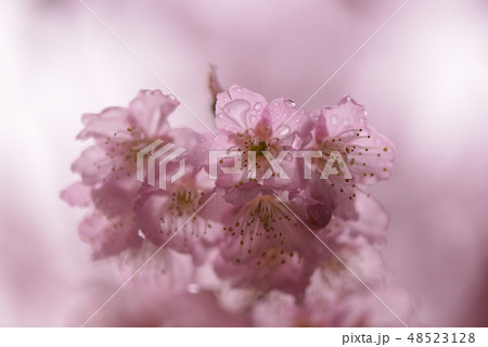 雨の雪割桜 48523128