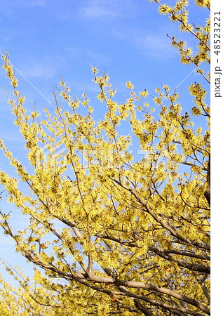 春を告げるマンサク（支那満作） 48523221