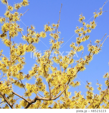 春を告げるマンサク(支那満作) 春を告げるマンサク(支那満作) 48523223