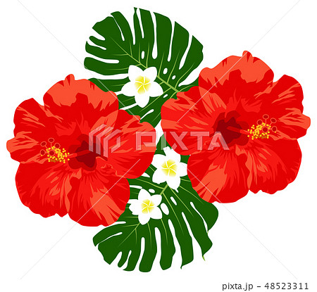 赤いハイビスカス モンステラ プルメリアのイラスト素材