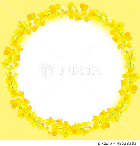 美しい菜の花のフレーム 48523383