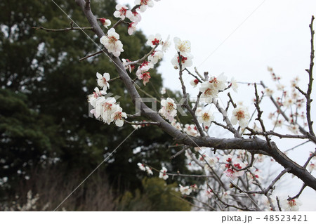 佐布里池梅林 48523421