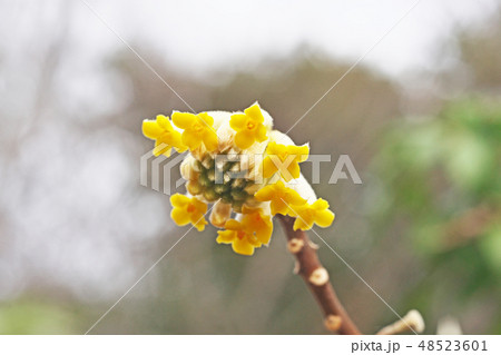 黄色いミツマタの花 48523601